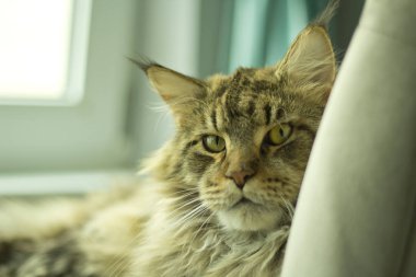 Sandalyede yatan huysuz bir kediportresi .