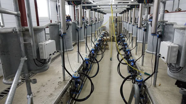 Modern equipment for milking cows on a new farm