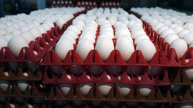 Kümes hayvanı çiftliğinde tavuk yumurtası. çiftlik, sanayi.