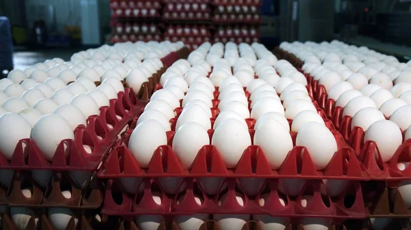 Ovos de galinha na granja de aves. fazenda, indústria . — Fotografia de Stock
