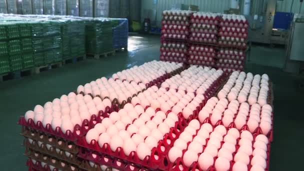 Chicken eggs at the poultry farm. farm, industry. — Stock Video