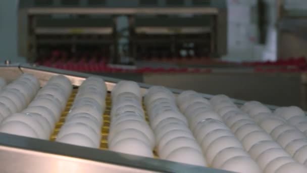 Куриные яйца на птицеферме. ферма, промышленность . — стоковое видео