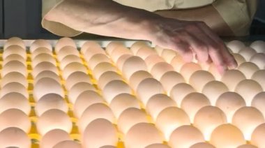 Kümes hayvanı çiftliğinde tavuk yumurtası. çiftlik, sanayi.