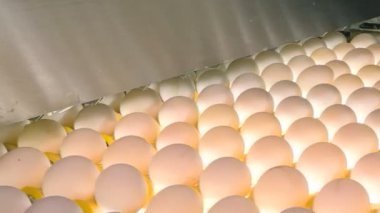 Kümes hayvanı çiftliğinde tavuk yumurtası. çiftlik, sanayi.