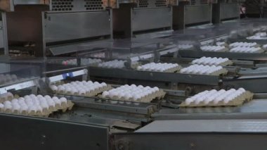 Kümes hayvanı çiftliğinde tavuk yumurtası. çiftlik, sanayi.