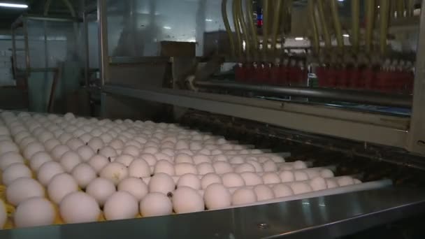 Ovos de galinha na granja de aves. fazenda, indústria . — Vídeo de Stock