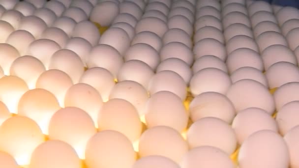 Chicken eggs at the poultry farm. farm, industry. — Stock Video