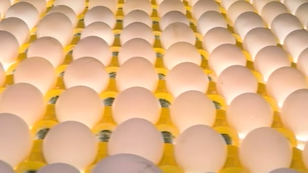 Huevos de pollo en la granja avícola. granja, industria . — Vídeo de stock