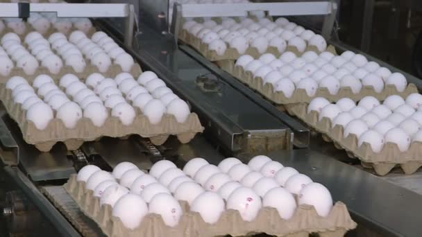 Uova di pollo nell'allevamento di pollame. azienda agricola, industria . — Video Stock