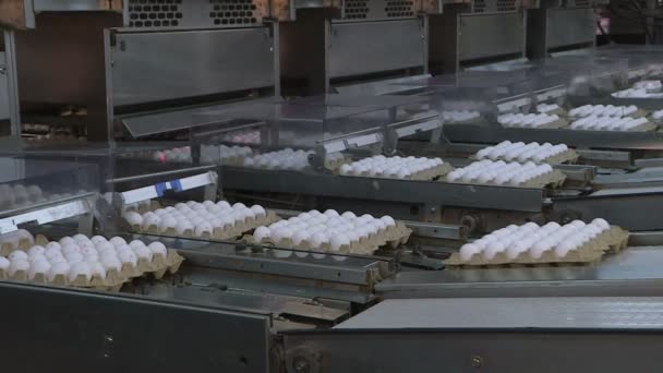 Uova di pollo nell'allevamento di pollame. azienda agricola, industria . — Video Stock