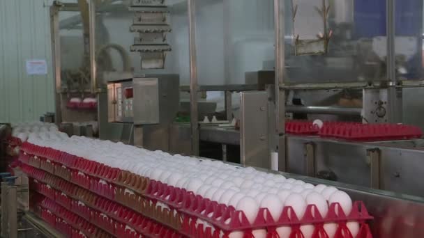 Αυγά κοτόπουλου στο πτηνοτροφείο. αγρόκτημα, βιομηχανία. — Αρχείο Βίντεο
