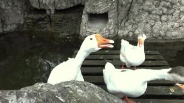 Çiftlikte kaz yetiştiricilik. Kümes hayvanları çiftliği. kameraya bakarak.