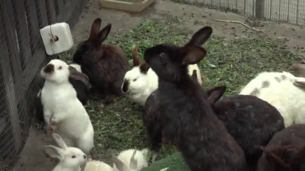 Het voeren van konijnen op de boerderij. Het concept van het fokken van konijnen. — Stockvideo