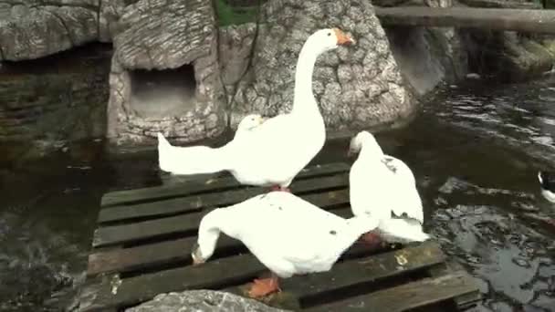 Allevamento di oche nella fattoria. Fattoria di pollame. guardando la macchina fotografica . — Video Stock