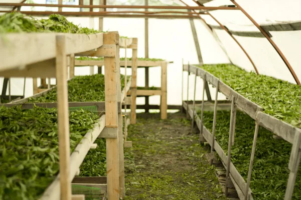 Hojas verdes de sauce-hierba en los estantes.Tratamiento de las hojas con flores y prepararse para la fermentación . — Foto de Stock