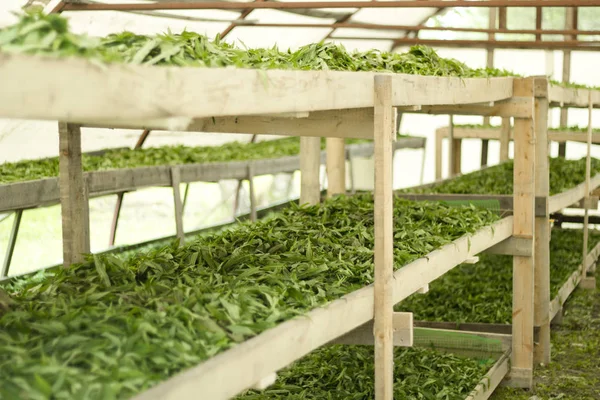 Hojas verdes de sauce-hierba en los estantes.Tratamiento de las hojas con flores y prepararse para la fermentación . — Foto de Stock