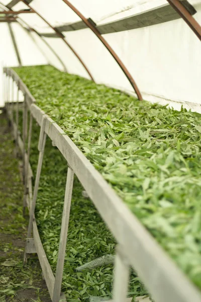 Hojas verdes de sauce-hierba en los estantes.Tratamiento de las hojas con flores y prepararse para la fermentación . — Foto de Stock