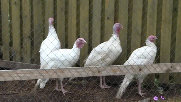 Turkeys with white feathers and a red little appendage at the poultry farm. — Stock Video