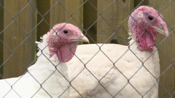 Puten mit weißen Federn und rotem Anhängsel auf der Geflügelfarm. — Stockvideo