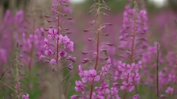 Ivan-chá floresce no campo. uma planta perene é uma da família willowherb — Vídeo de Stock