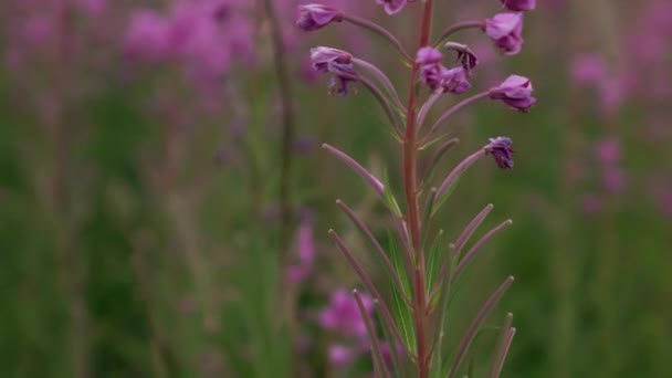 Ivan-chá floresce no campo. uma planta perene é uma da família willowherb — Vídeo de Stock