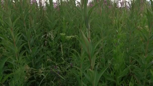 野原にはイワンティーが咲く。多年生植物はウィローハーブ科の一つである — ストック動画