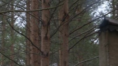 Ormanda evin bacasından duman . Arka planda dökmeyen ağaçlar