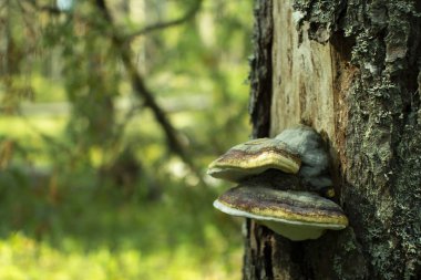 Chaga mantarı. Ormanda bir ağaç üzerinde mantar teneke.