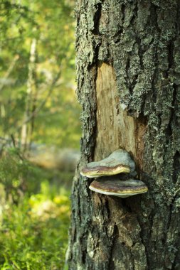Chaga mantarı. Ormanda bir ağaç üzerinde mantar teneke.