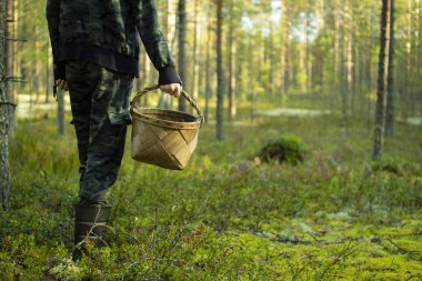 Çam ormanında sepetli mantar toplayıcısı.