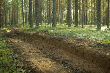 Orman yangınlarının önlenmesi. Ormanların yangınlardan korunması.