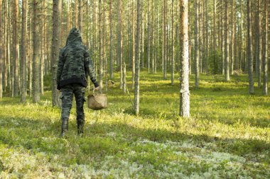 Çam ormanında sepetli mantar toplayıcısı.