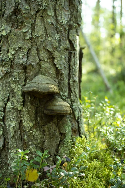 Champiñón Chaga. Tinder hongo en un árbol en el bosque . — Foto de Stock