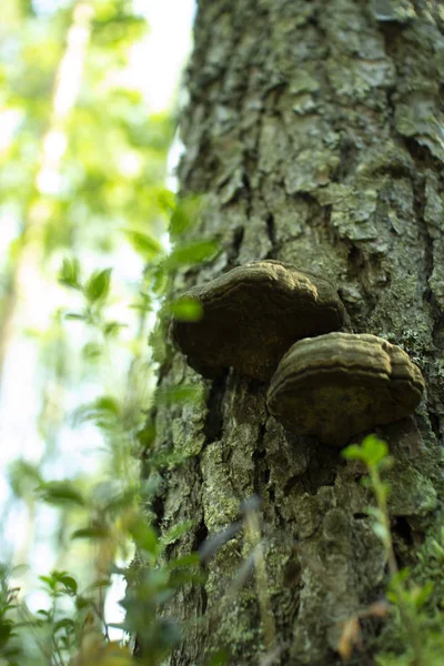Chaga mantarı. Ormanda bir ağaç üzerinde mantar teneke.