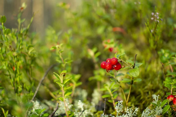 Ormanda kızılcıklar. Olgun kırmızı böğürtlen yosun bir çam ormanında yetişir.