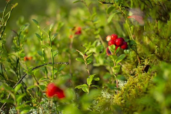 Ormanda kızılcıklar. Olgun kırmızı böğürtlen yosun bir çam ormanında yetişir.