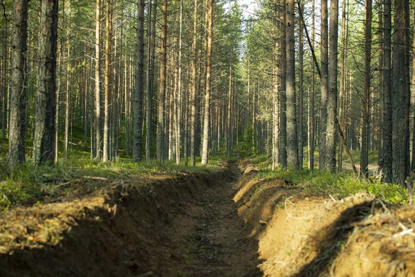 Förebyggande av skogsbränder. Skydd av skogsbränder. — Stockfoto