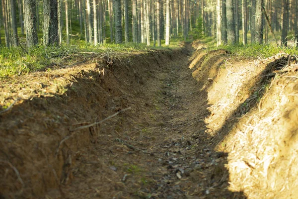 Orman yangınlarının önlenmesi. Ormanların yangınlardan korunması.