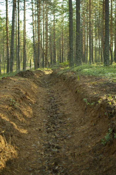 Orman yangınlarının önlenmesi. Ormanların yangınlardan korunması.