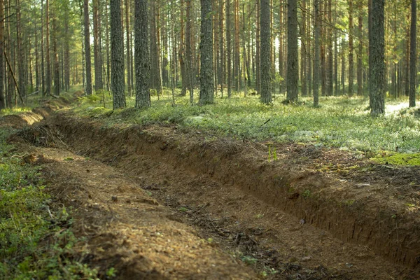 Orman yangınlarının önlenmesi. Ormanların yangınlardan korunması.