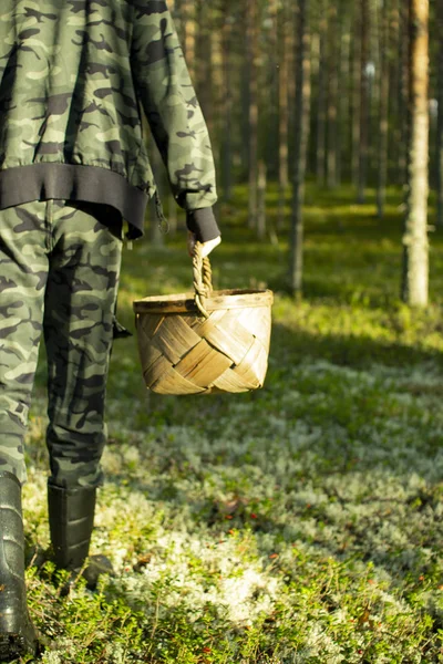 Çam ormanında sepetli mantar toplayıcısı.