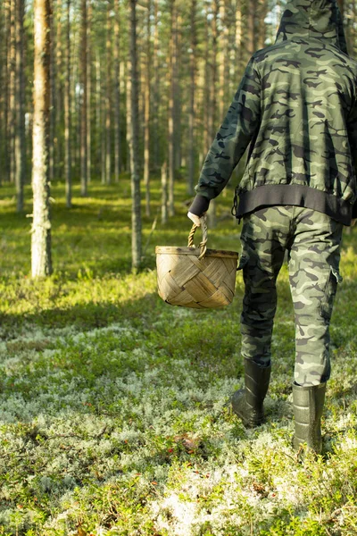 Çam ormanında sepetli mantar toplayıcısı.