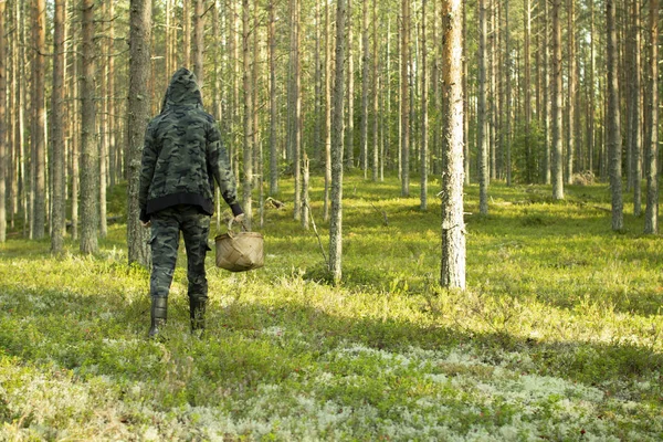 Çam ormanında sepetli mantar toplayıcısı.