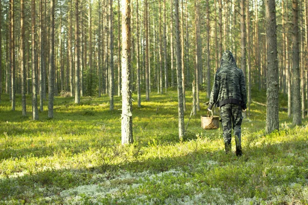 Çam ormanında sepetli mantar toplayıcısı.