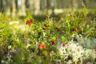 Ormanda kızılcıklar. Olgun kırmızı böğürtlen yosun bir çam ormanında yetişir.