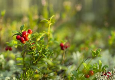 Ormanda kızılcıklar. Olgun kırmızı böğürtlen yosun bir çam ormanında yetişir.
