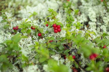 Ormanda kızılcıklar. Olgun kırmızı böğürtlen yosun bir çam ormanında yetişir.