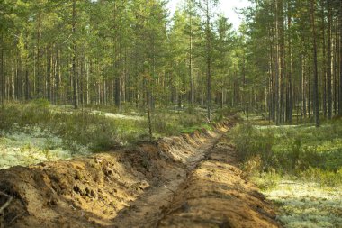 Orman yangınlarının önlenmesi. Ormanların yangınlardan korunması.