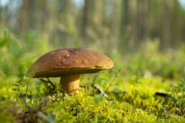 Beyaz mantar bir çam ormanı içinde.