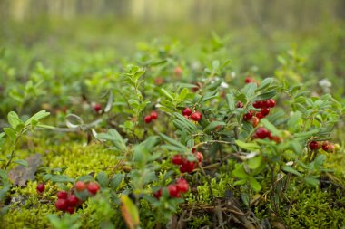 Ormanda kızılcıklar. Olgun kırmızı böğürtlen yosun bir çam ormanında yetişir.